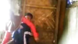 الحمار كبيرة فيديوها ...