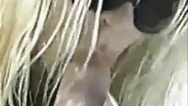 الفتيات مع سيقان افل ...